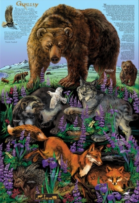 Grizzly-Poster_03