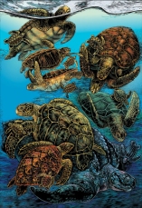 Sea-Turtle-Poster_03