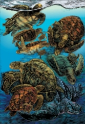 Sea-Turtle-Poster_03