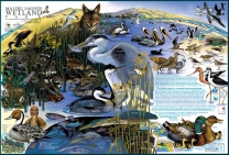 Wetlands-Poster_03