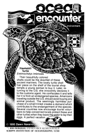 Hawks Bill Sea Turtle