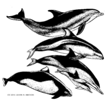 COVER Dolphins