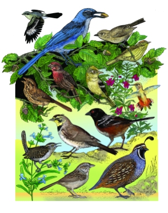 BIRD ENÎEMIC Channel Island.color