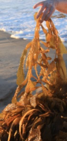 giant-kelp-detail